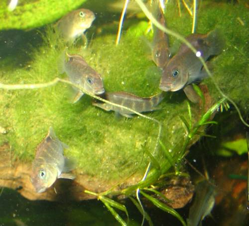 eigene nz buckelkopf buntbarsch steatocranus casuarius