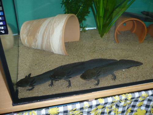 axolotl wildling fast schwarz
