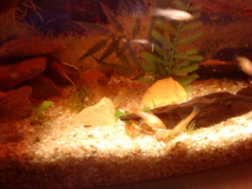 bieten platys nachwuchs jungtiere an