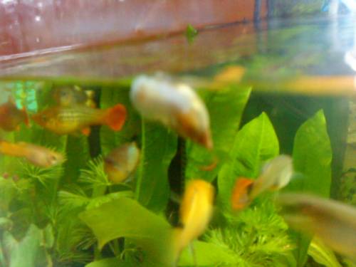 bieten quellplblsenschnecken jungtiere an