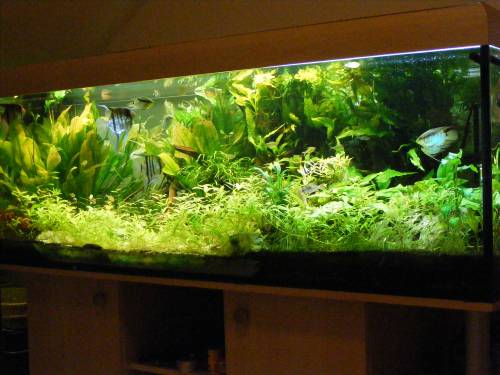 grozgiges sdamerika becken mit traummaen 