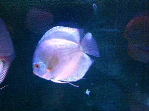 diskuszucht hohenadel