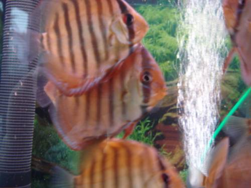 diskuszucht hohenadel