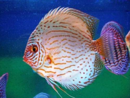 diskuszucht hohenadel