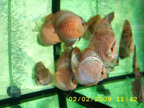 diskuszucht hohenadel