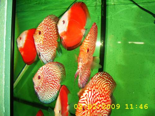 diskuszucht hohenadel