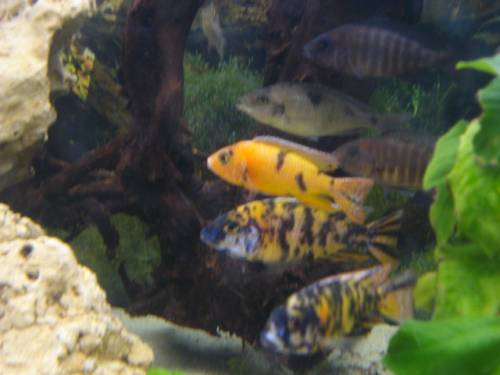 malawibarsche abzugeben