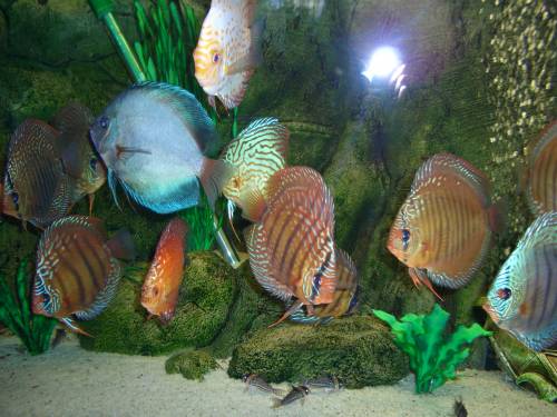 verschiedene diskus cm