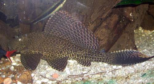 wels liposarcus multradiatus ca cm