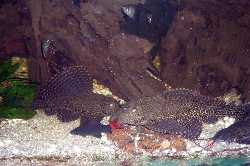 wels liposarcus multitradiatus ca cm