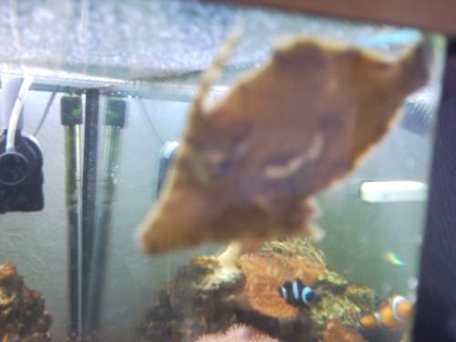 biete super glasrosenfresser seegras feilenfisch 