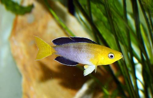tanganjika cichliden 