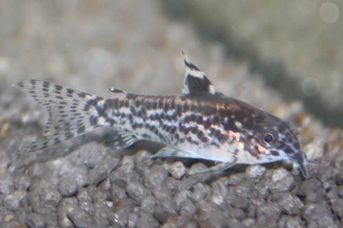  zwergpanzerwelse zu verkaufen