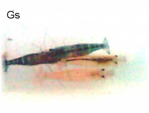 caridina cf babaulti var malaya