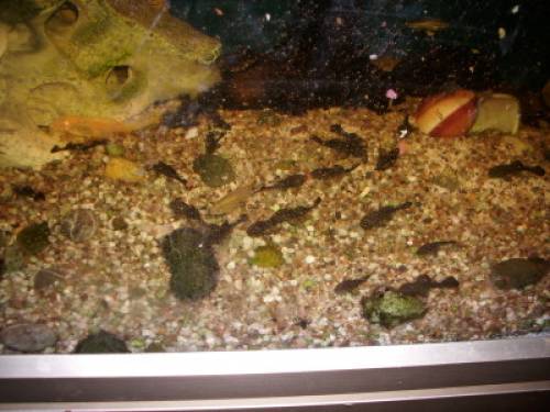 kleine antennenwelse zu verkaufen