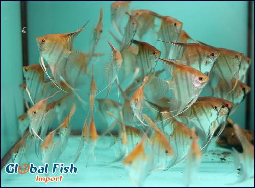pterophyllum skalar rio negro wildfang wf 