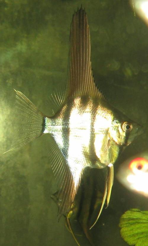 peru altum skalare nz