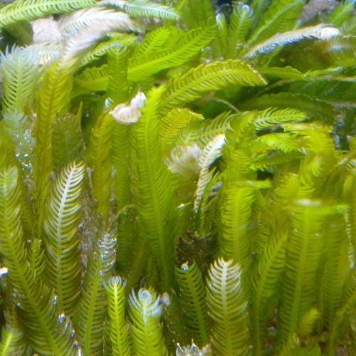 caulerpa taxifolia grnalge 