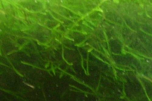 javamoos versicularia dubyana