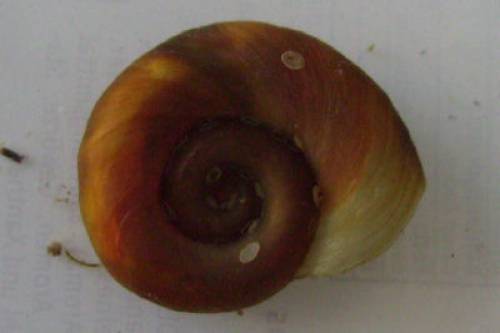 reinerbige orangene posthornschnecken