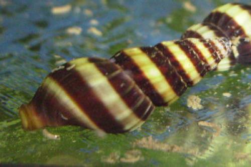 raubschnecke anetome helena