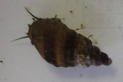 reinerbige tarebia graniferia die n�ppie