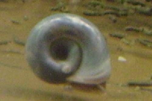 reinerbige blaue posthornschnecken