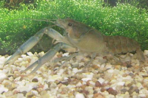 reinerbige procambarus cubensi cubensis