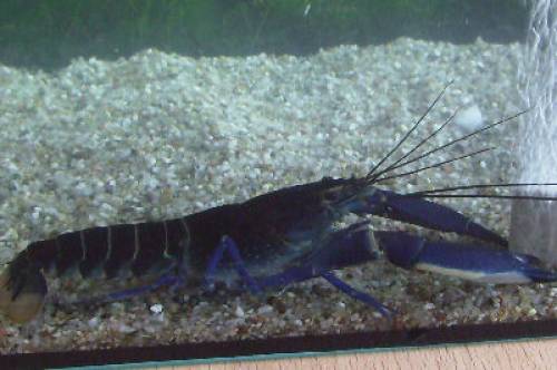 cherax blue moon