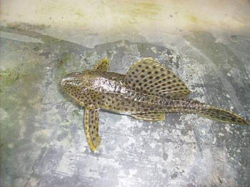 gepunktete wabenschilderwelse