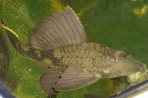 p�rchen alligatorschilderwelse