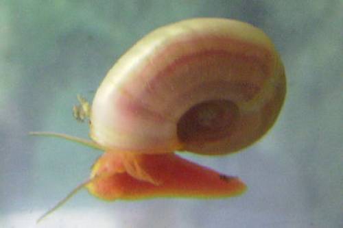 reinerbige rosane posthornschnecken