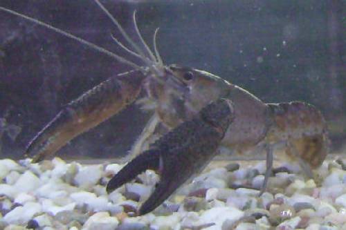 reinerbige procambarus vasquzae