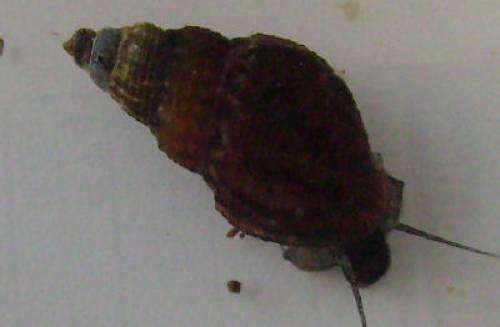 reinerbige genoppte turmdeckelschnecke