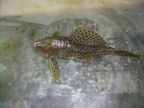 gepunktete wabenschilderwelse