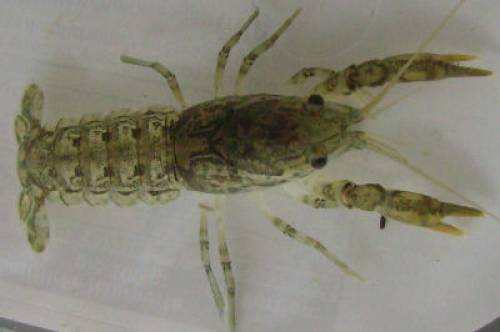 reinerbige cambarellus patzcuarensis nominatform schoko