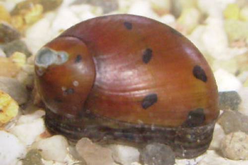 rennschnecke orange track