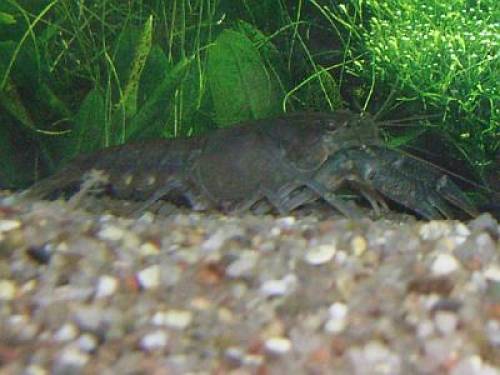 reinerbige procambarus cubensi cubensis