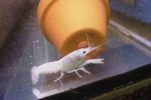 procambarus clarii wei�