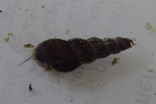 schwarze turmdeckelschnecken