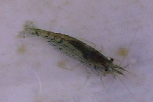 neocaridina palmata marmorgarnele