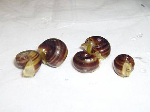 reinerbige paradiesschnecken