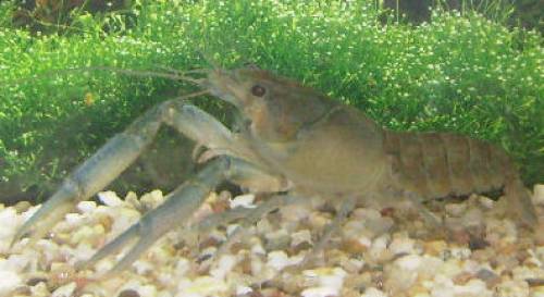 reinerbige procambarus cubensis