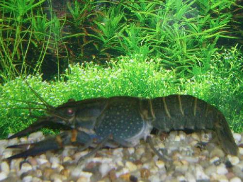 cherax quadricarinatus