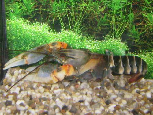 cherax zebra