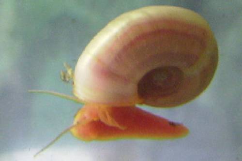 reinerbige rosane posthornschnecken