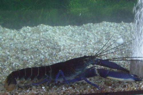 reinerbige cherax blue moon