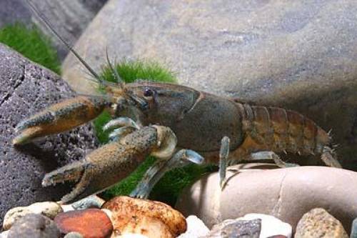 reinerbige procambarus vasquezae