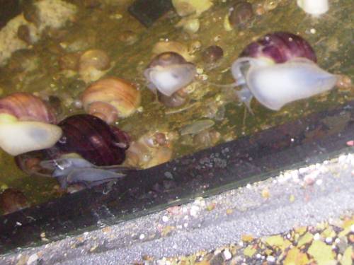 reinerbige lilane apfelschnecken