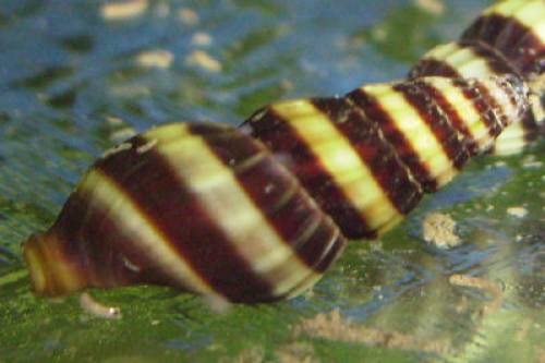 raubschnecke anetome helena